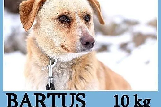 10 kg, sympatyczny,przyjacielski psiak na krótkich łapkach BARTUŚ.Adopcja,  dolnośląskie Wrocław