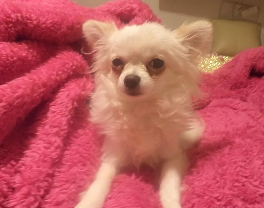 Chihuahua Długowłosy Biały FCI - Piękny !