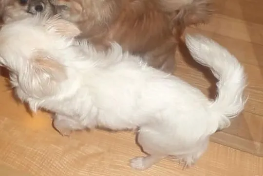 Chihuahua Długowłosy Biały FCI - Piękny !