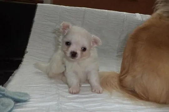 Chihuahua Długowłosy Biały FCI - Piękny !