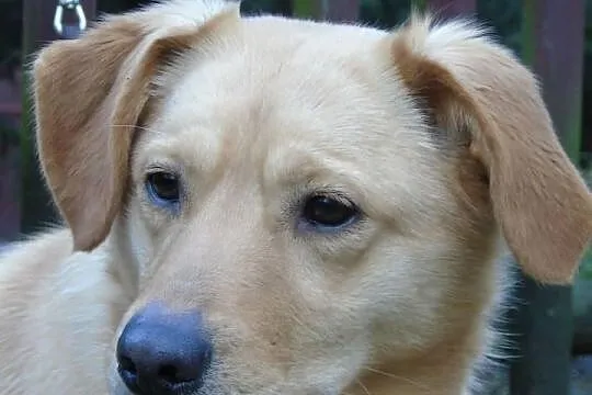 Smaczny Biszkopcik