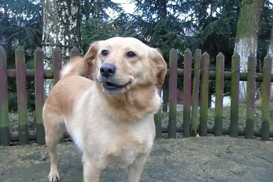 Smaczny Biszkopcik