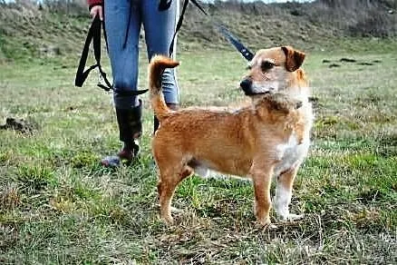 Szort tak długo czeka na dom !