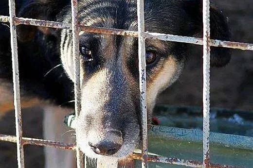 PAGON bardzo smutny pies pośród 3000 innych- czeka