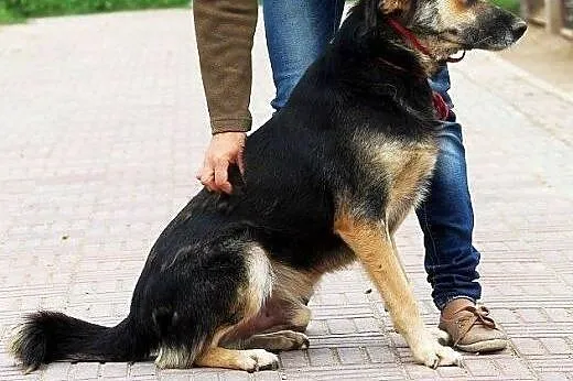 PAGON bardzo smutny pies pośród 3000 innych- czeka