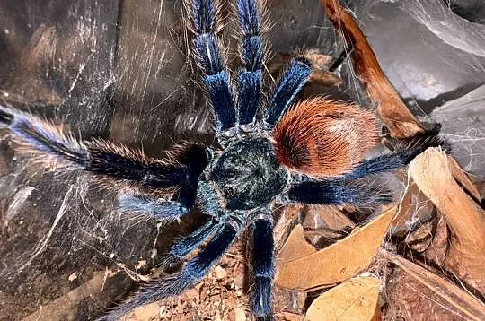 Dorosły samiec Chromatopelma cyaneopubescens