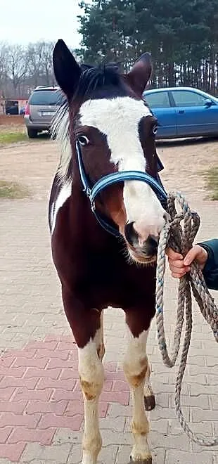 Sprzedam źrebice, Lubuskie, Szprotawa