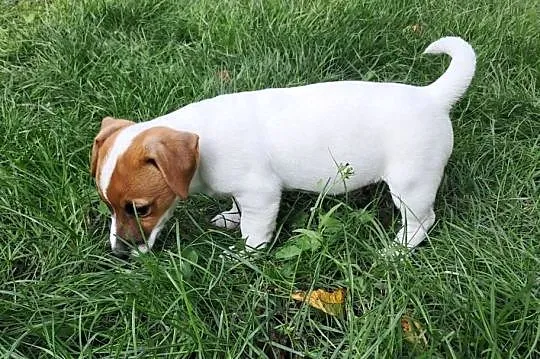 Jack Russell  Terrier, Lubuskie, Wschowa