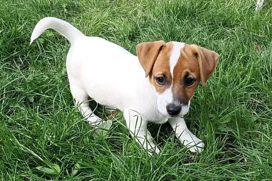 Jack Russell  Terrier, Lubuskie, Wschowa