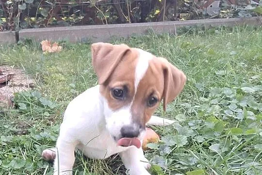 Jack Russell  Terrier, Lubuskie, Wschowa