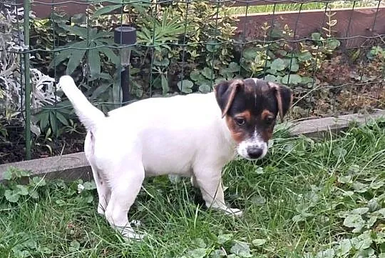 Jack Russell  Terrier, Lubuskie, Wschowa