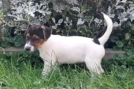 Jack Russell  Terrier, Lubuskie, Wschowa