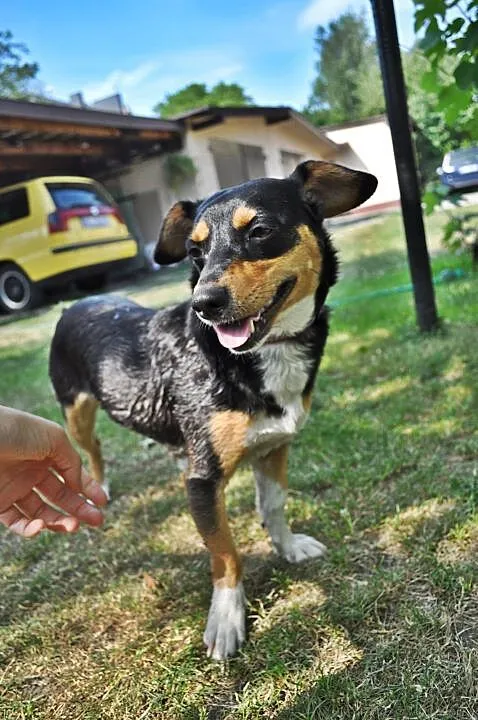 Muszka do adopcji