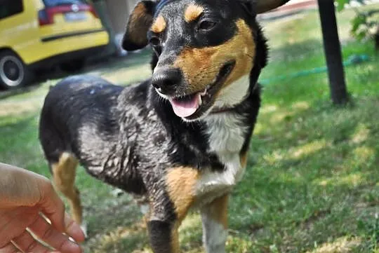 Muszka do adopcji