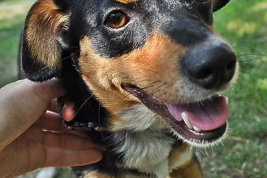 Muszka do adopcji
