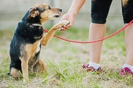 OTOZ Animals - Losia - czy jej bezdomność w końcu 