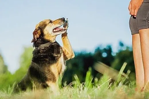 OTOZ Animals - Losia - czy jej bezdomność w końcu 