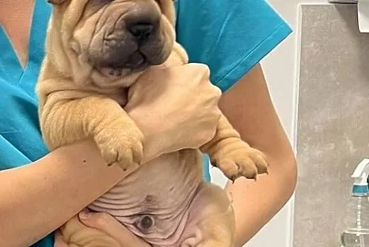 Szczenięta rasy shar pei