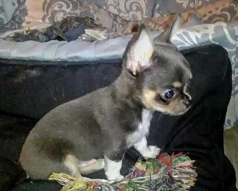 Śliczny piesek chihuahua, Wielkopolskie, Konin