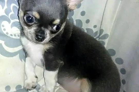 Śliczny piesek chihuahua, Wielkopolskie, Konin