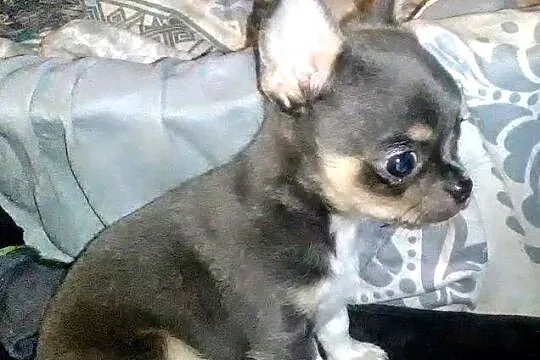Śliczny piesek chihuahua, Wielkopolskie, Konin