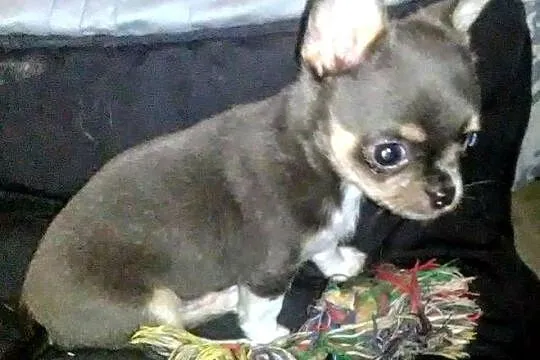 Śliczny piesek chihuahua, Wielkopolskie, Konin