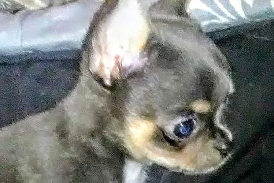 Śliczny piesek chihuahua, Wielkopolskie, Konin