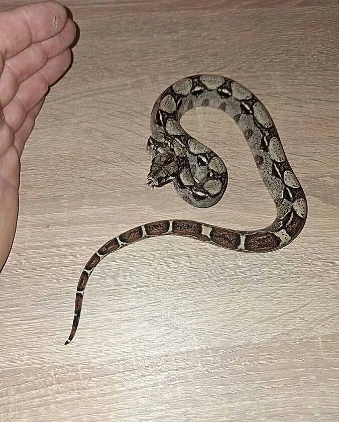 Promocja samiec boa imperator cb24, Kujawsko-pomorskie, Wąbrzeźno
