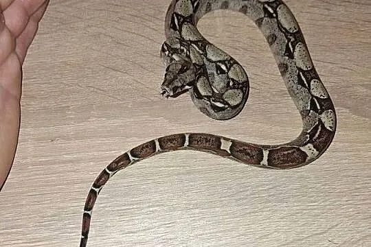 Promocja samiec boa imperator cb24, Kujawsko-pomorskie, Wąbrzeźno