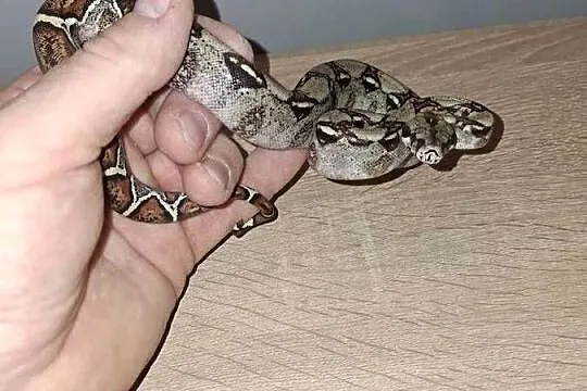 Promocja samiec boa imperator cb24, Kujawsko-pomorskie, Wąbrzeźno