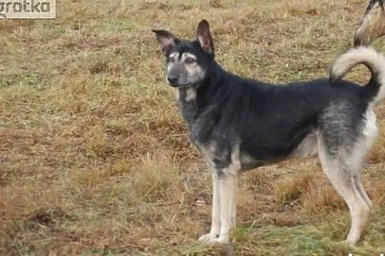 Masz dom z ogrodem ? Kochasz psy ? Adoptuj wspaniałego Gracza, , Wrocław