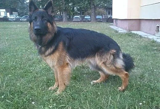 Owczarek Niemiecki z Rodowodem, małopolskie Krakó