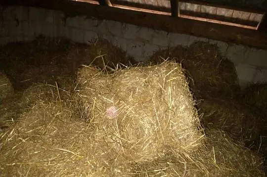 Sprzedam siano, Podkarpackie, Rozbórz Okrągły
