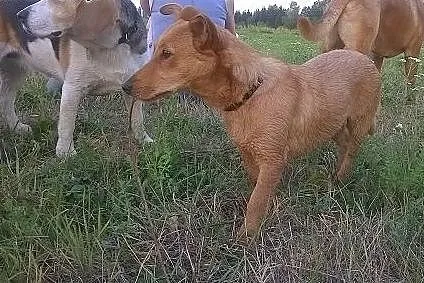 LUNKA radosna, młodziutka kruszynka czeka na dom, 