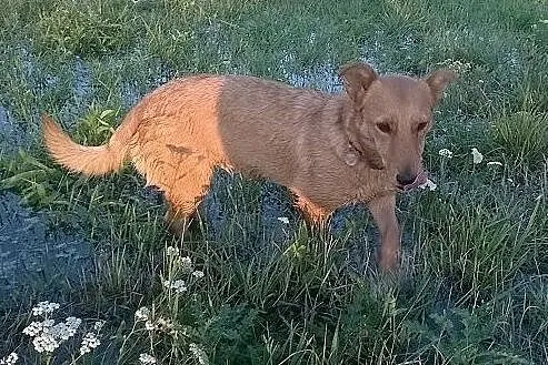 LUNKA radosna, młodziutka kruszynka czeka na dom, 