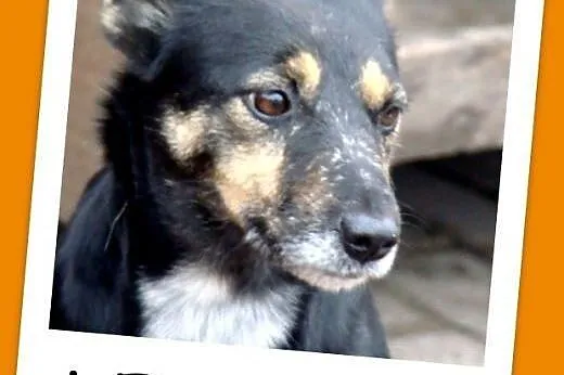 Delikatna mała sunia LEMONKA,grzeczna,cicha,łagodna.Adopcja.,  mazowieckie Warszawa