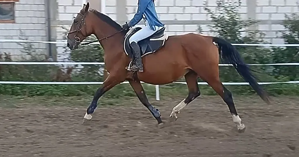 Klacz po Limal (Mazzel kwpn) x Landos II (Lord hol), Wielkopolskie, Kościan