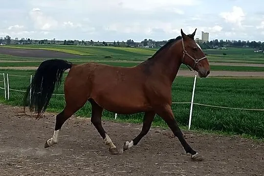 Klacz po Limal (Mazzel kwpn) x Landos II (Lord hol), Wielkopolskie, Kościan