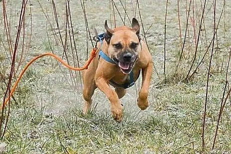Simba wesoła, energiczna, aktywna suczka mix amsta