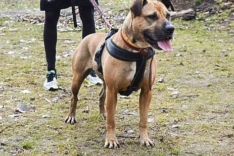 Simba wesoła, energiczna, aktywna suczka mix amsta