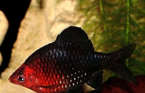 Brzanka purpurowa - Pethia nigrofasciata - Barbus - WYSYŁKA, Pomorskie, Gdańsk