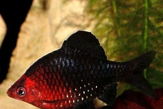 Brzanka purpurowa - Pethia nigrofasciata - Barbus - WYSYŁKA