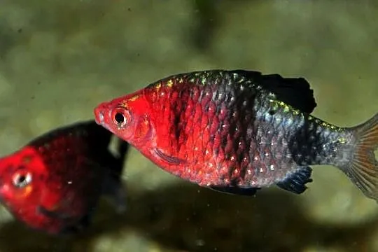 Brzanka purpurowa - Pethia nigrofasciata - Barbus - WYSYŁKA, Pomorskie, Gdańsk