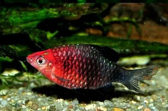 Brzanka purpurowa - Pethia nigrofasciata - Barbus - WYSYŁKA, Pomorskie, Gdańsk