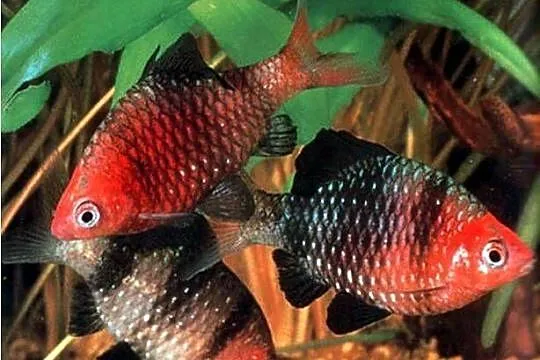 Brzanka purpurowa - Pethia nigrofasciata - Barbus - WYSYŁKA, Pomorskie, Gdańsk