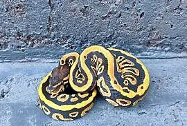 Pyton Królewski, samica- Black Head spotnose het Clown