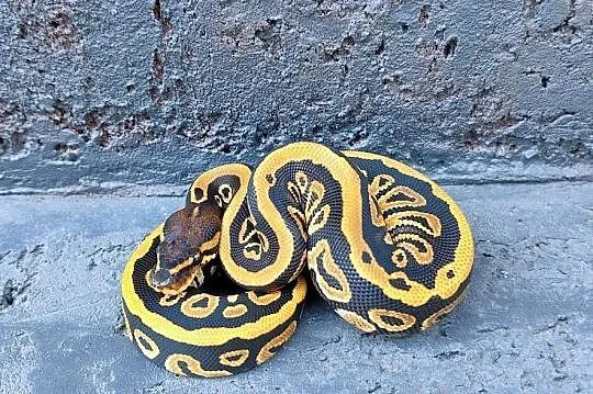 Pyton Królewski, samica- Black Head spotnose het Clown
