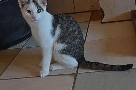 Pinki &#8211; idealny, przeuroczy koci dziecia