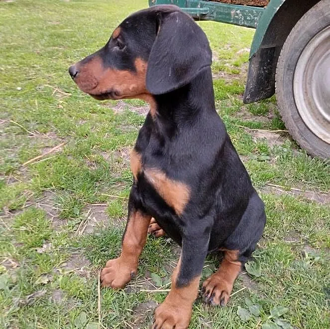 Pieski rasy Doberman, Lubelskie, Wisznice