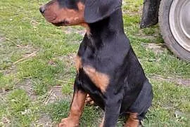 Pieski rasy Doberman